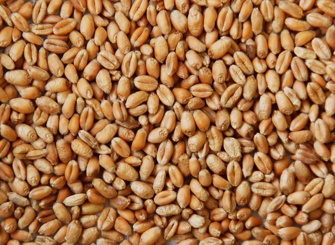 Пшеница Image1