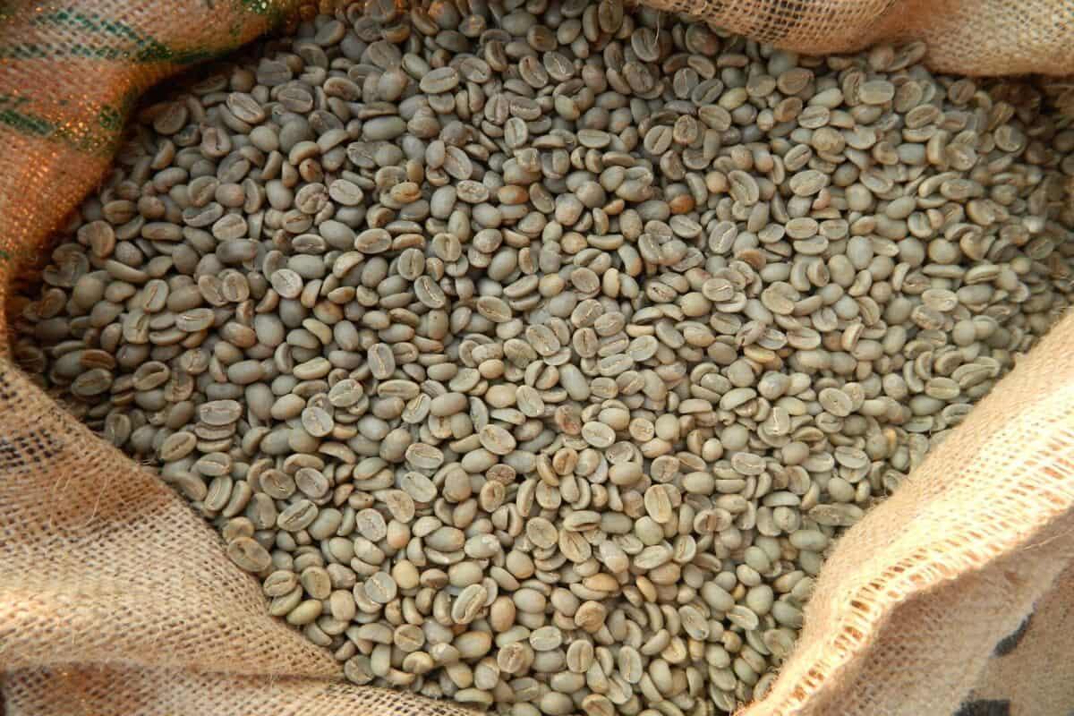 دانه‌های قهوه گواتمال Image1