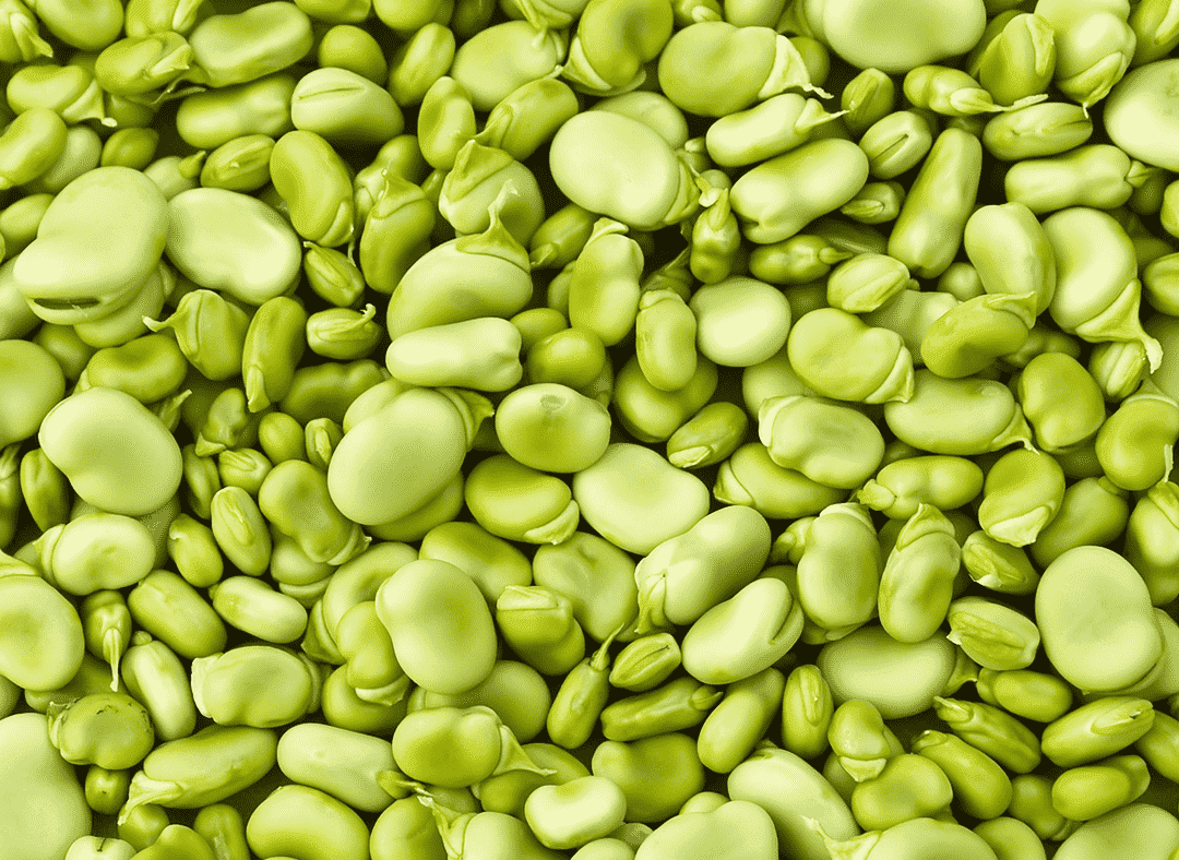 Broad Bean Image1