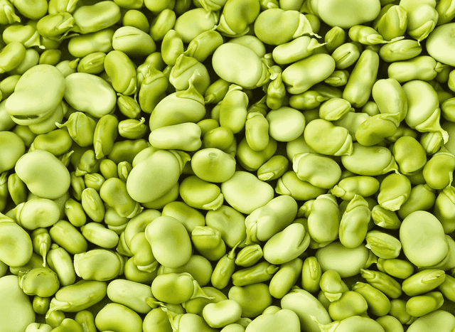 Broad Bean