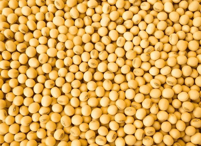 Soybean