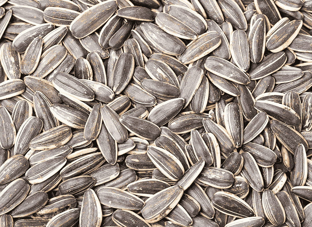 Sunflower Seed Image1