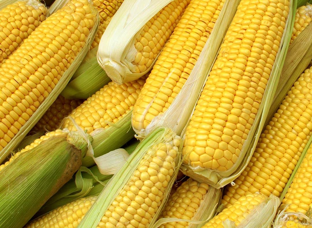 玉米 Image1